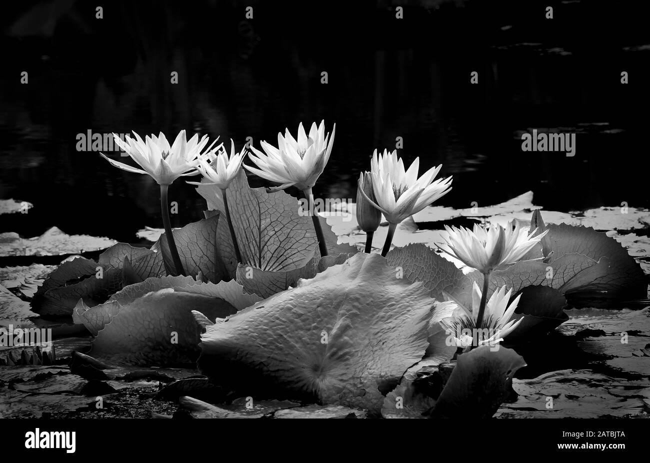 Image en noir et blanc des lilas d'eau dans un étang Banque D'Images