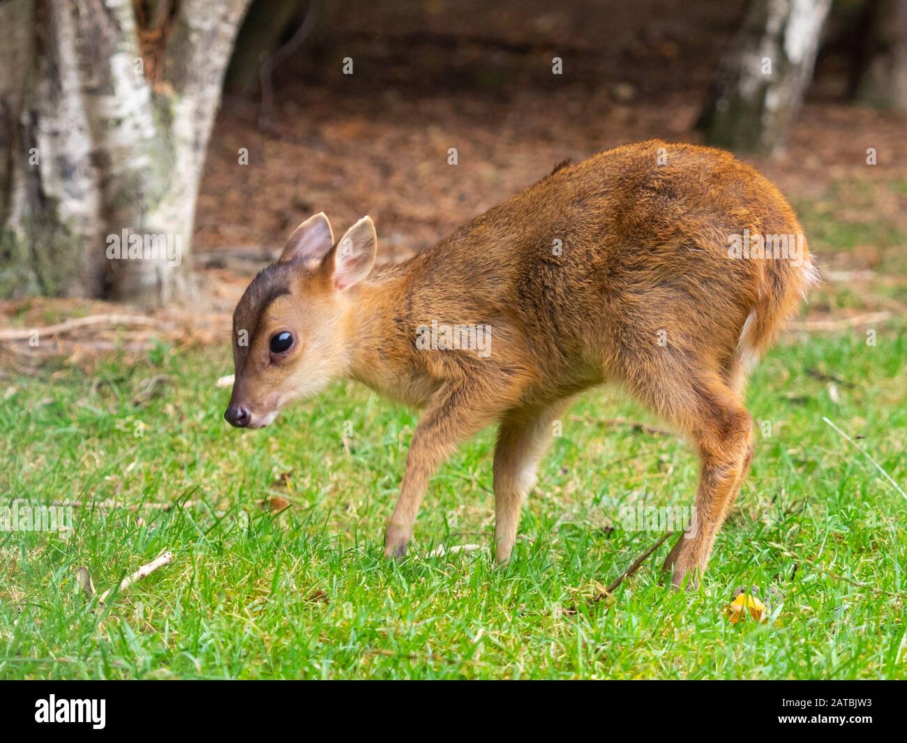 Young Muntjac Deer, Muntiacus Reevesi Banque D'Images