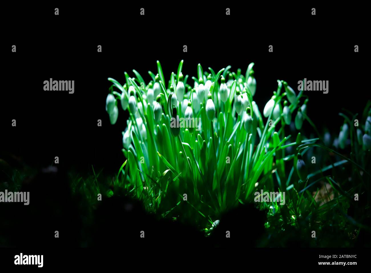 Chutes de neige (Galanthus nivalis) la nuit dans le cimetière de Swillington. Banque D'Images