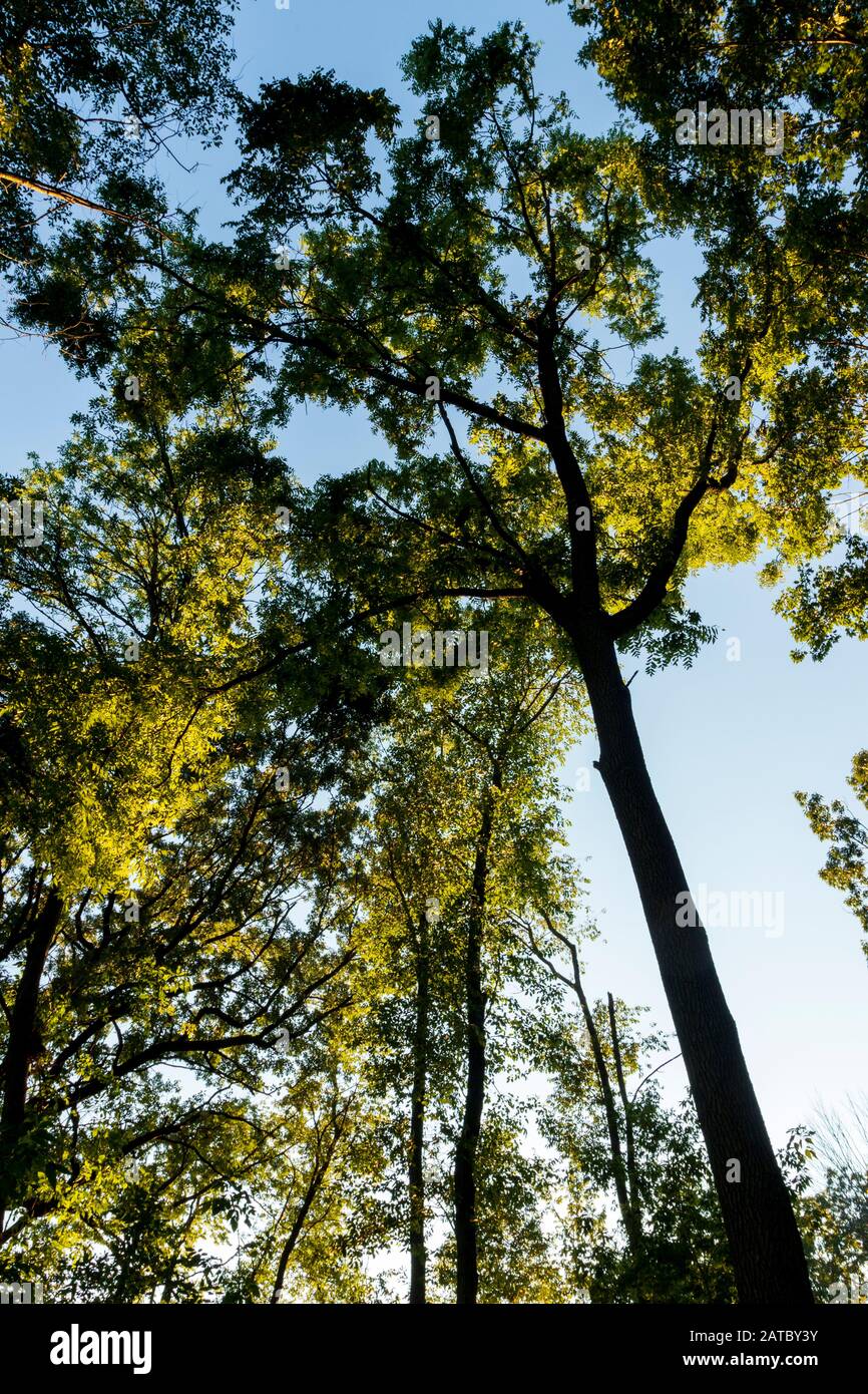 En regardant un certain nombre d'arbres dans le parc du village d'Elm Grove Banque D'Images