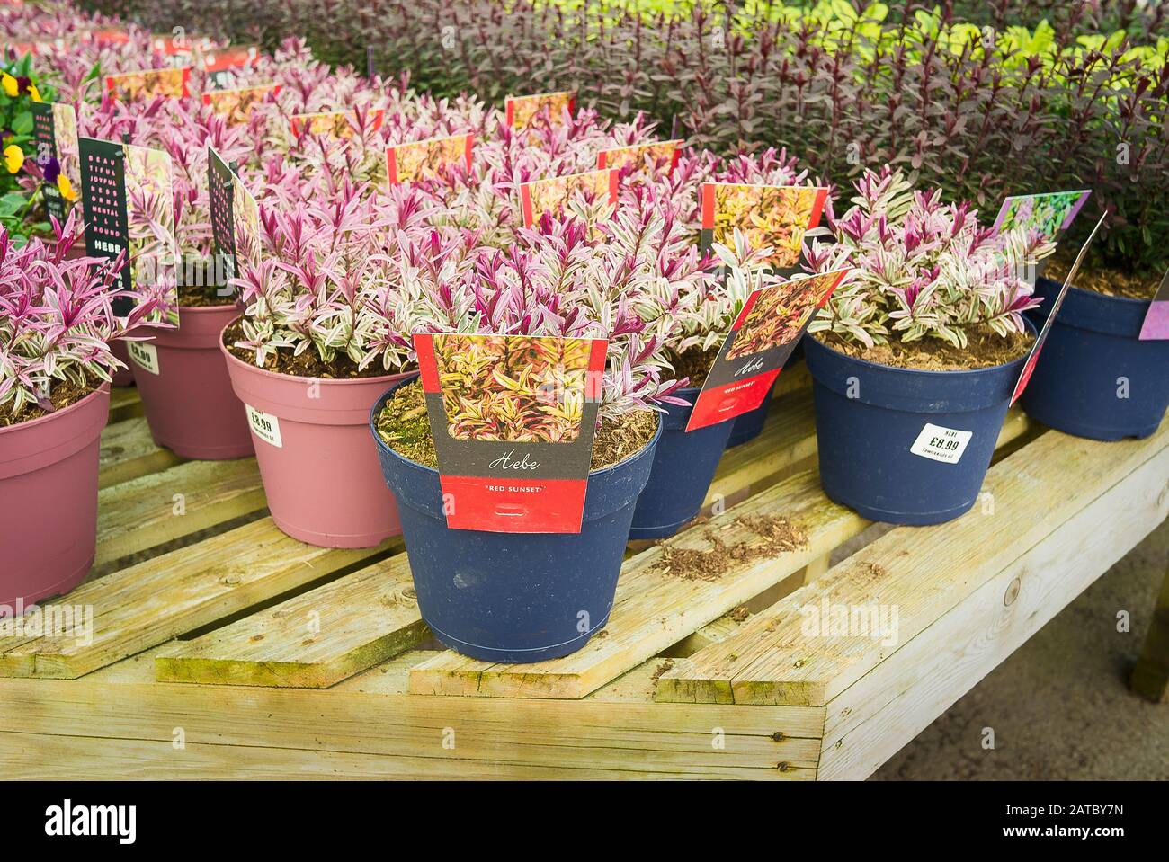 Une sélection de plantes Hebe en pot vert à vendre dans un centre de jardin anglais Banque D'Images