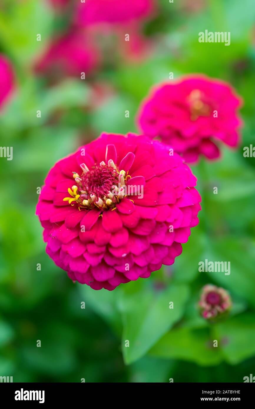 Gros plan sur une fleur de Zinnia. Zinnia elegans var Zinnita Rose Banque D'Images