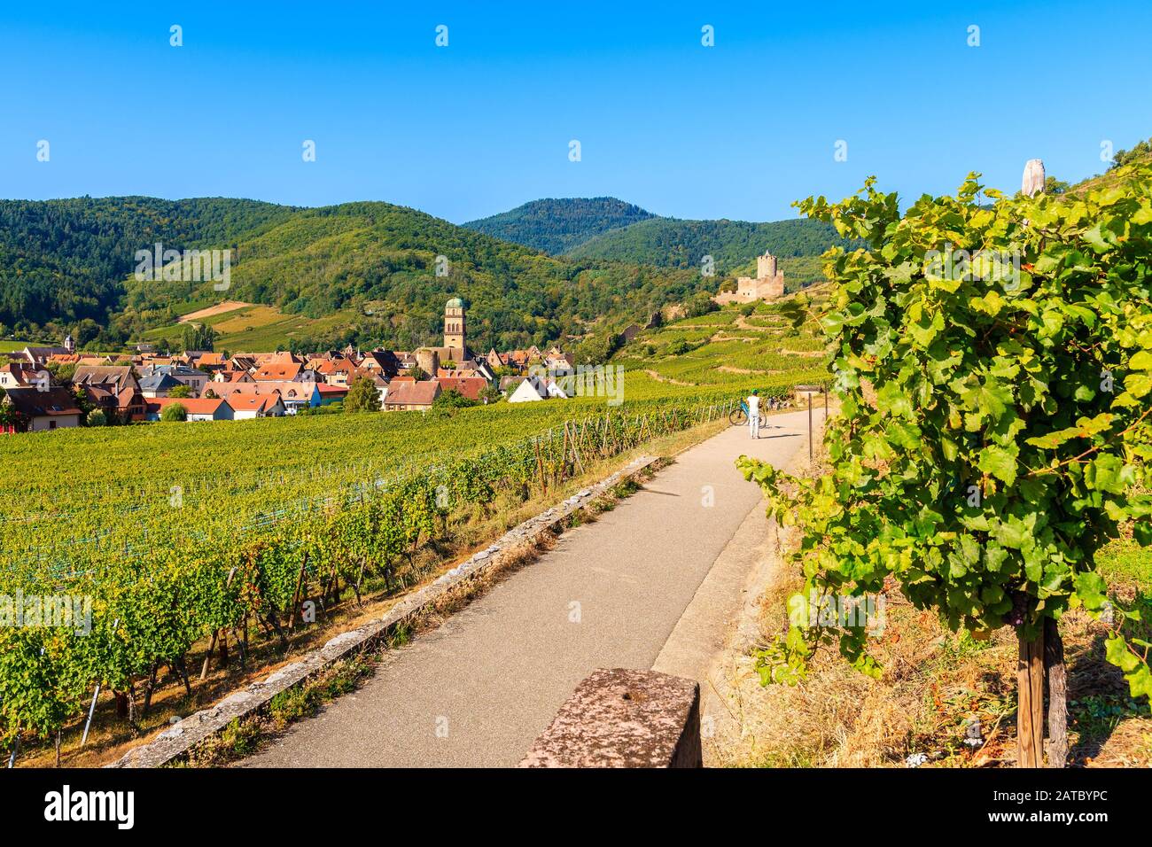 Route le long de vignes à Kaysersberg village, Alsace, France Banque D'Images