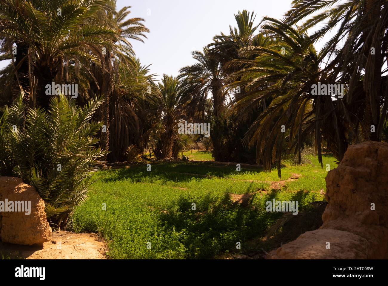 Un champ de luzerne dans l'oasis de Tighmert dans le sud du maroc. Banque D'Images