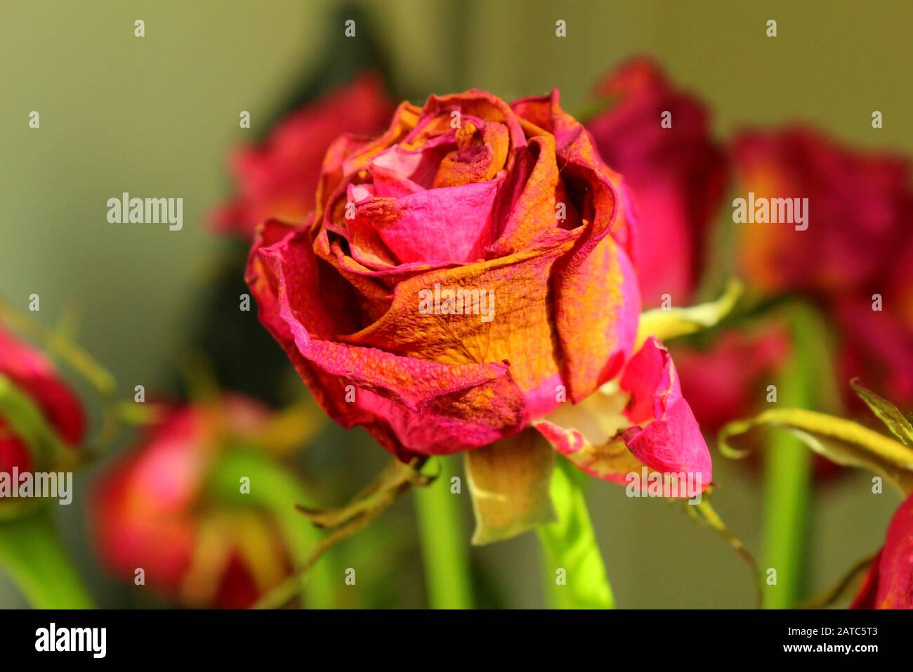Bouquet de roses fanées Banque D'Images