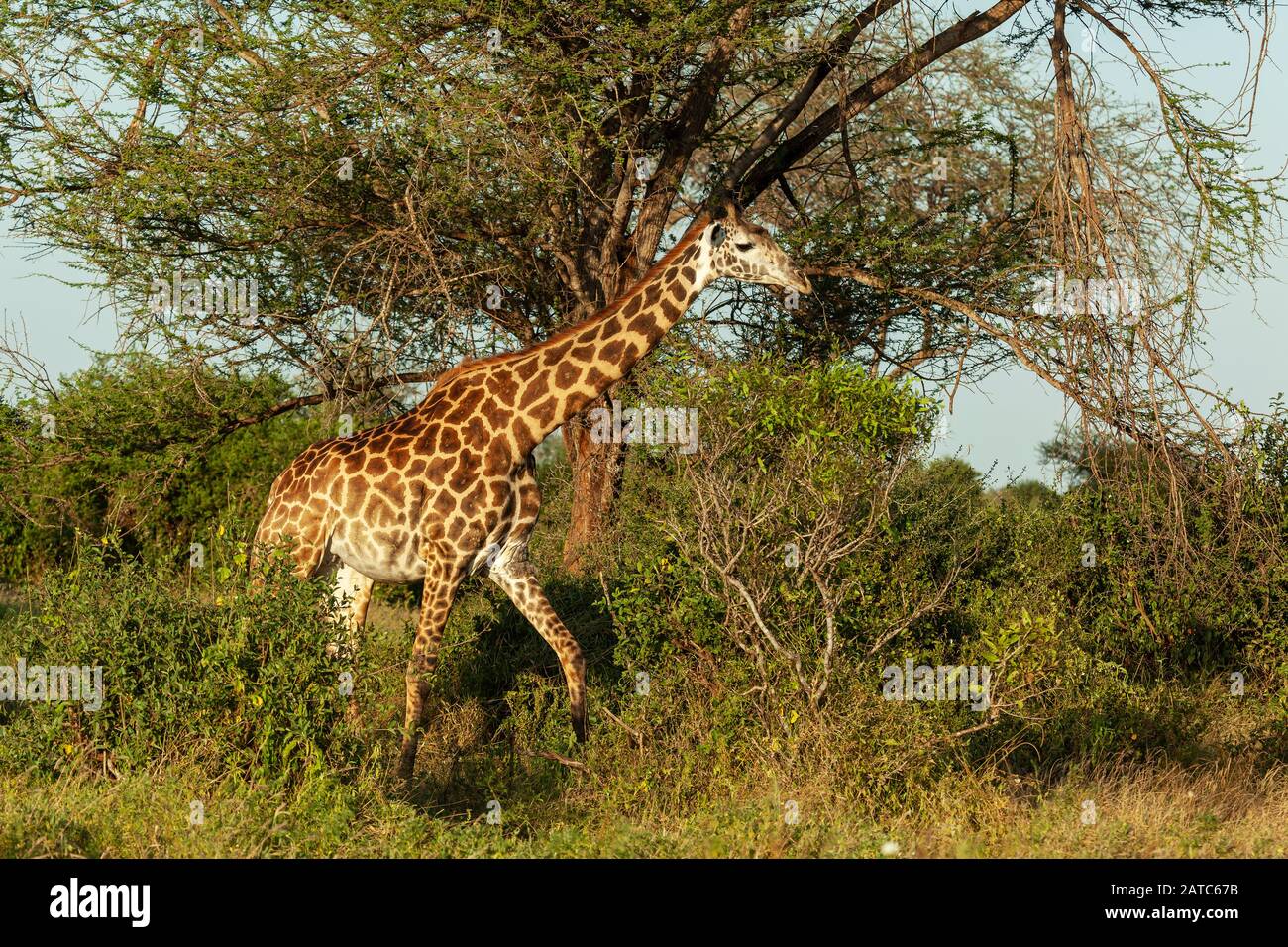 Girafe réticulée paître dans le Bush Banque D'Images