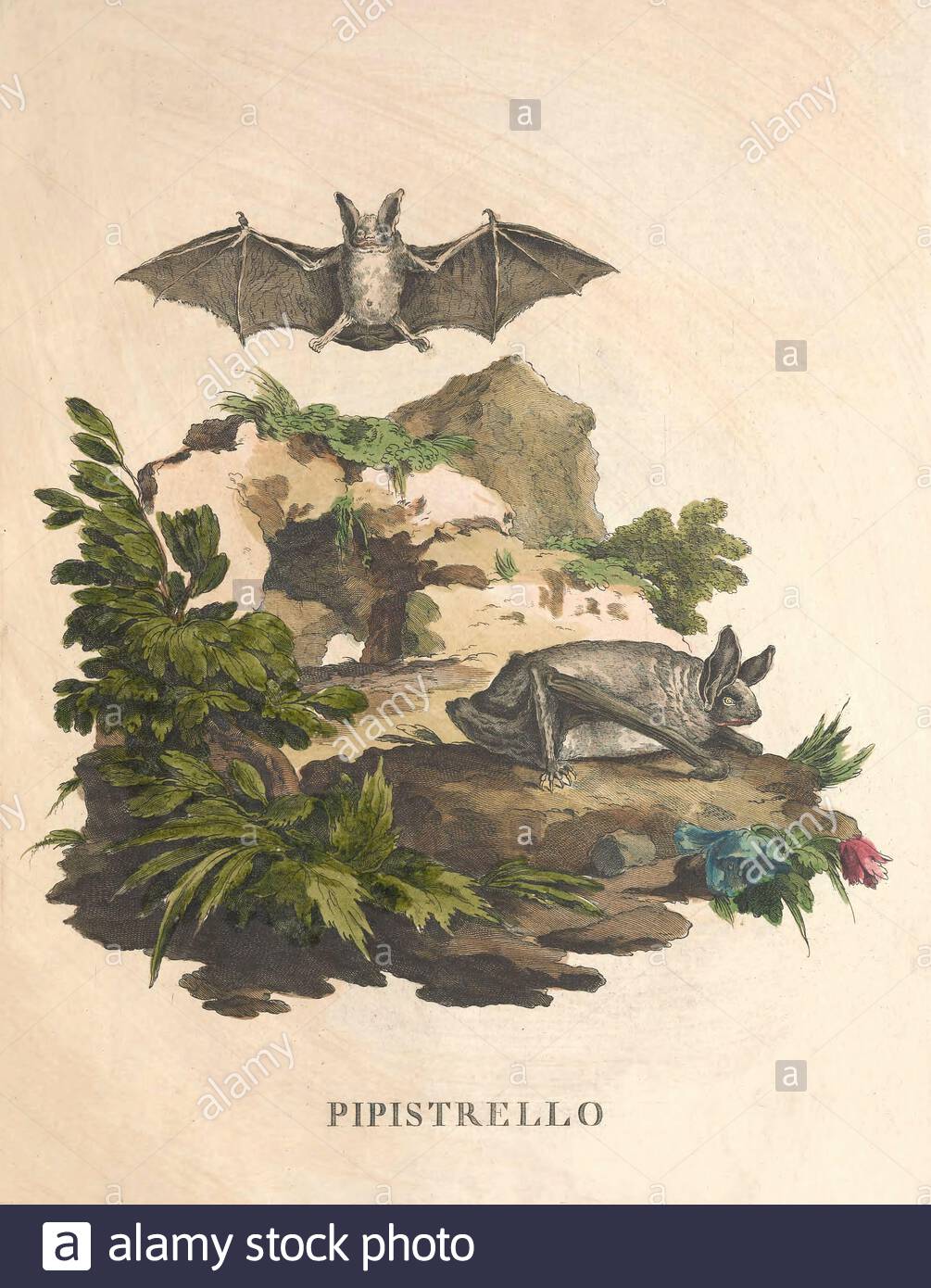 Pipistelle Bat, illustration de couleur vintage à partir de 1771 Banque D'Images