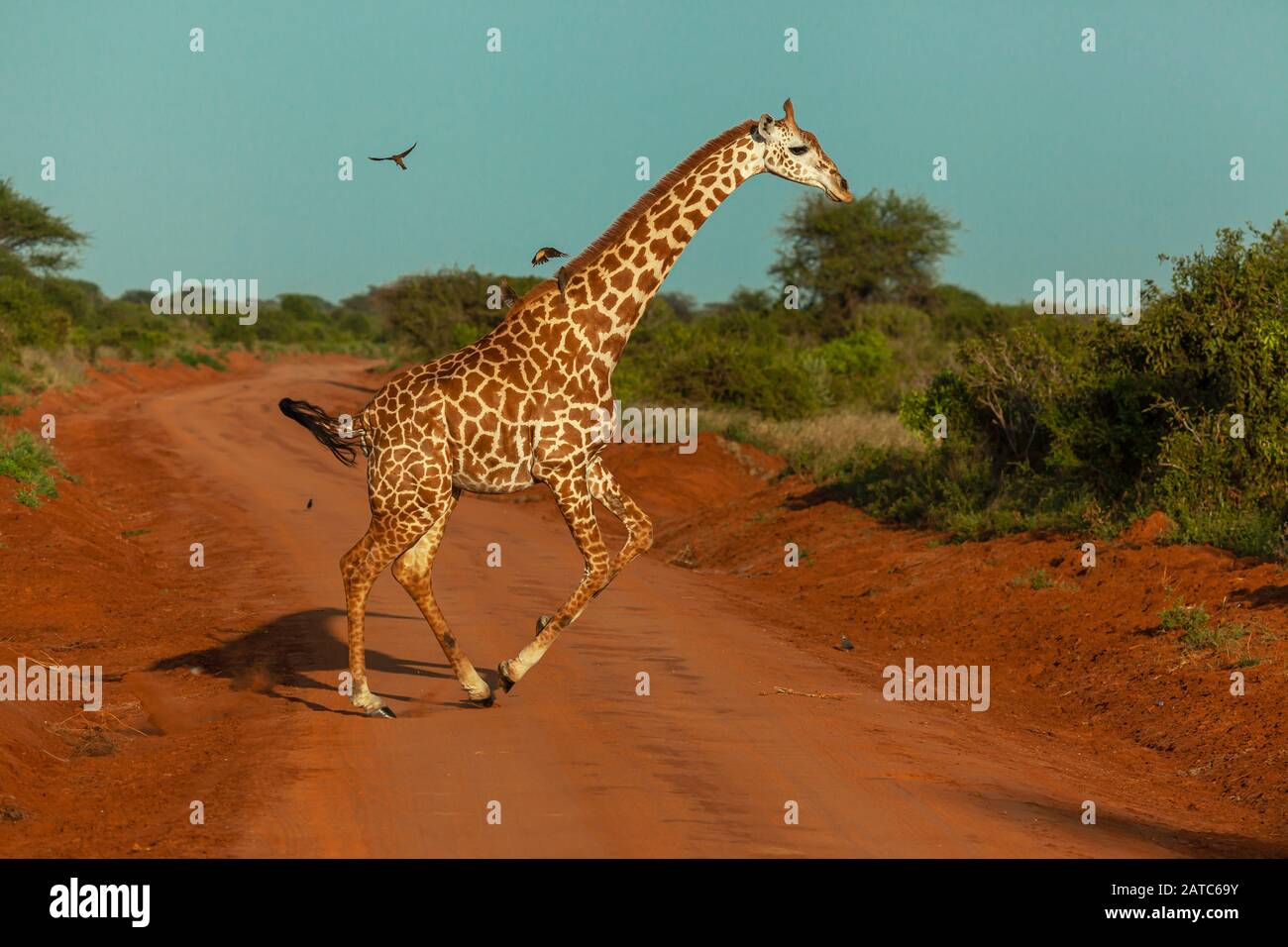 Girafe (réticulée) traversant une route poussiéreuse (Kenya) Banque D'Images