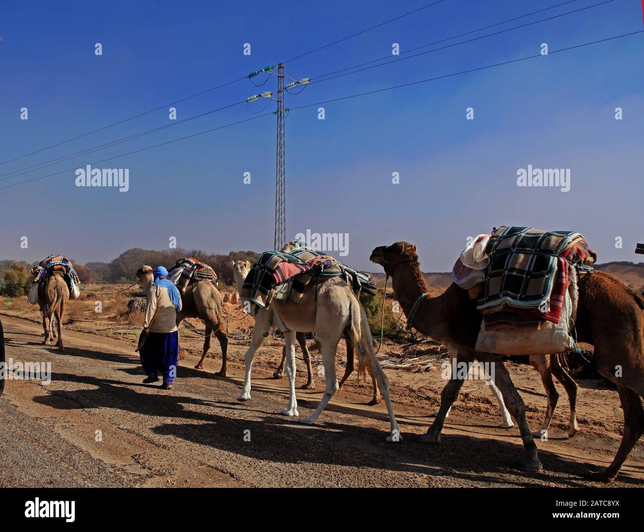 Caravane à dos de chameau venant du désert Banque D'Images