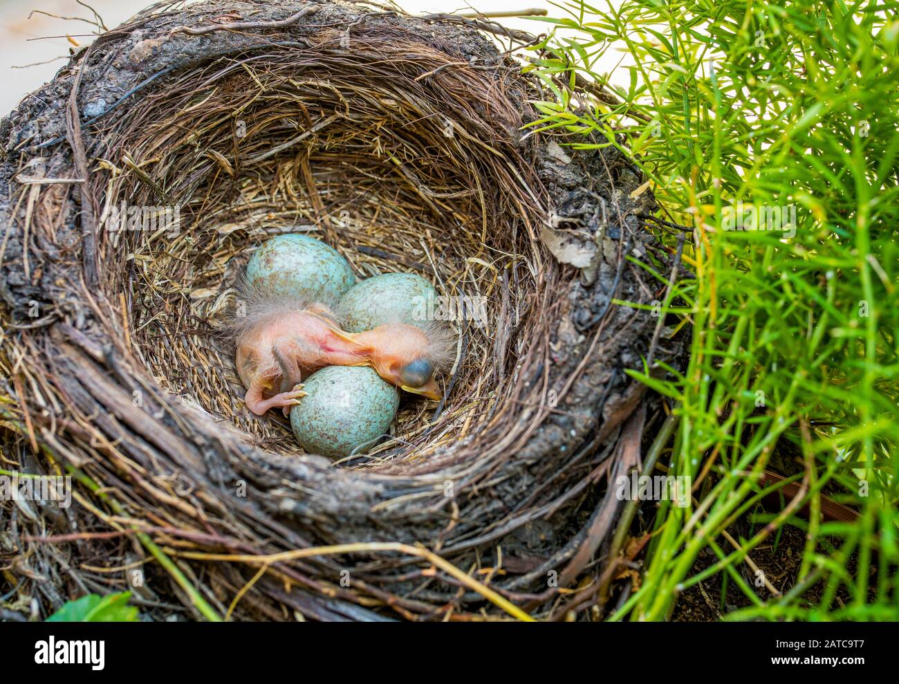 Bébé nouveau-né blackbird dans le nid. Jeune oiseau nouveau-né et oeufs dans le nid - Turdus merula. Blackbird Commun Banque D'Images