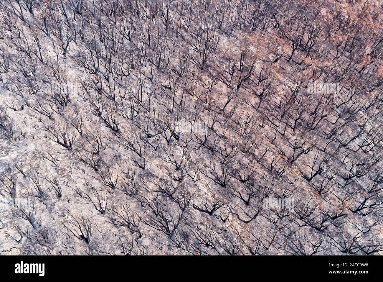 Vue aérienne sur les bois d'arbres à gomme brûlée dans les montagnes Bleues d'Australie. Banque D'Images