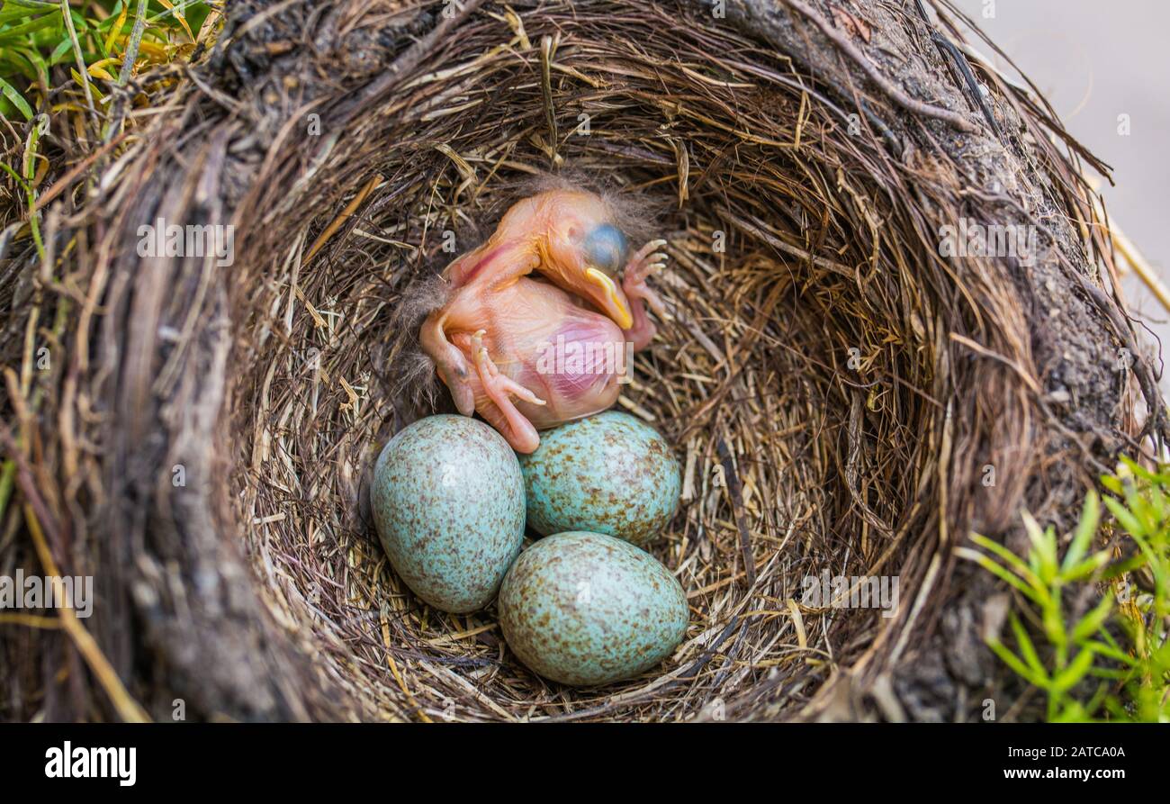 Bébé nouveau-né blackbird dans le nid. Jeune oiseau nouveau-né et oeufs dans le nid - Turdus merula. Blackbird Commun Banque D'Images