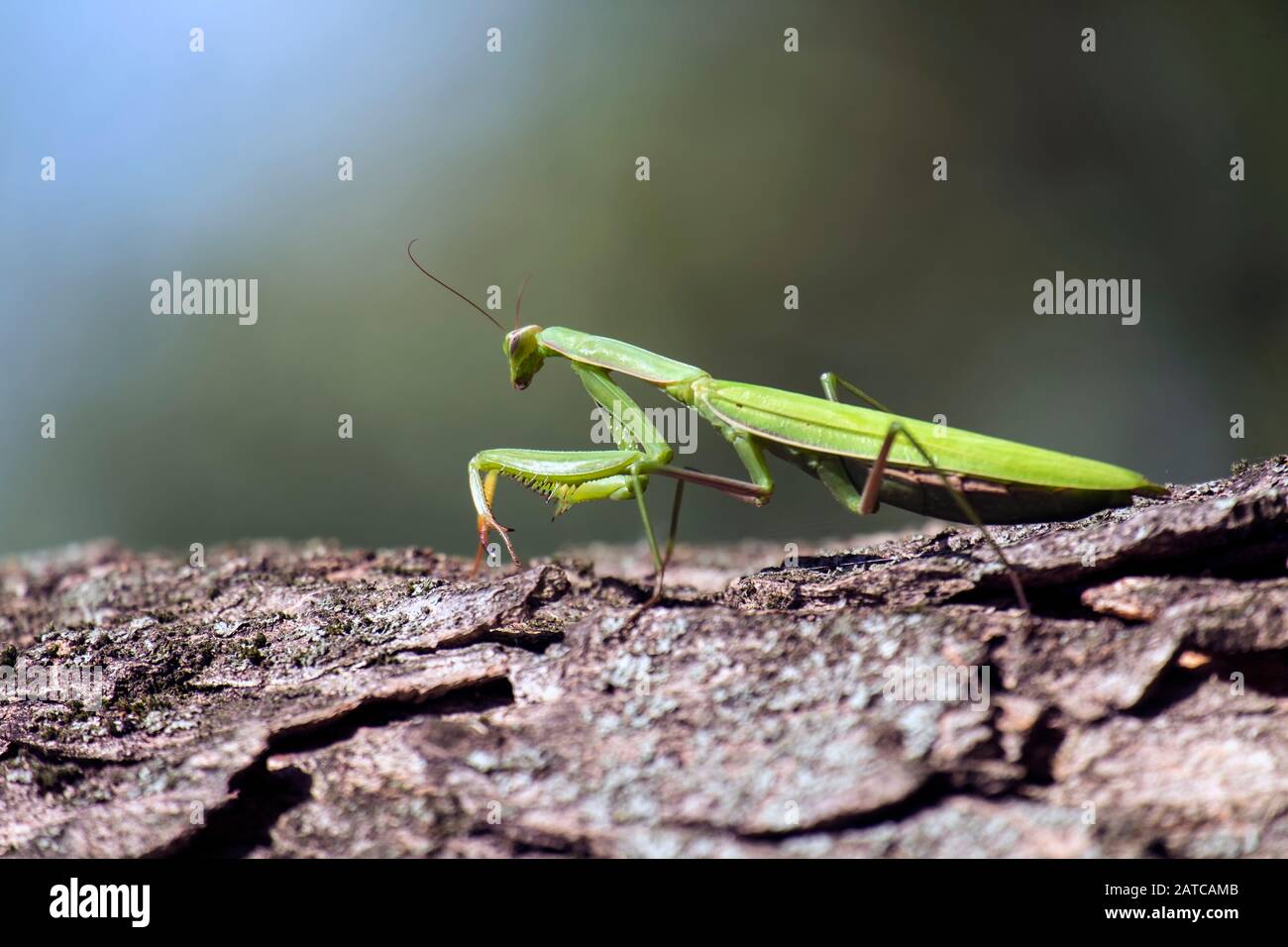 La mante de prière verte est assise sur un tronc d'arbre en attente de proie (Mantis religiosa) Banque D'Images