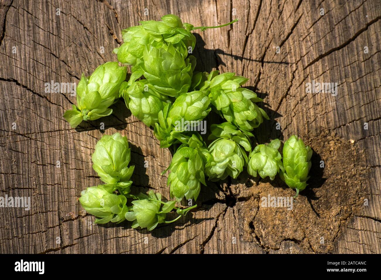 Cônes de houblon dispersés sur la surface d'une souche Banque D'Images