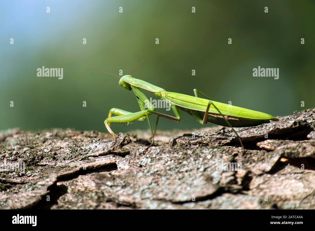La mante priante est assise sur un tronc d'arbre (Mantis religiosa) Banque D'Images
