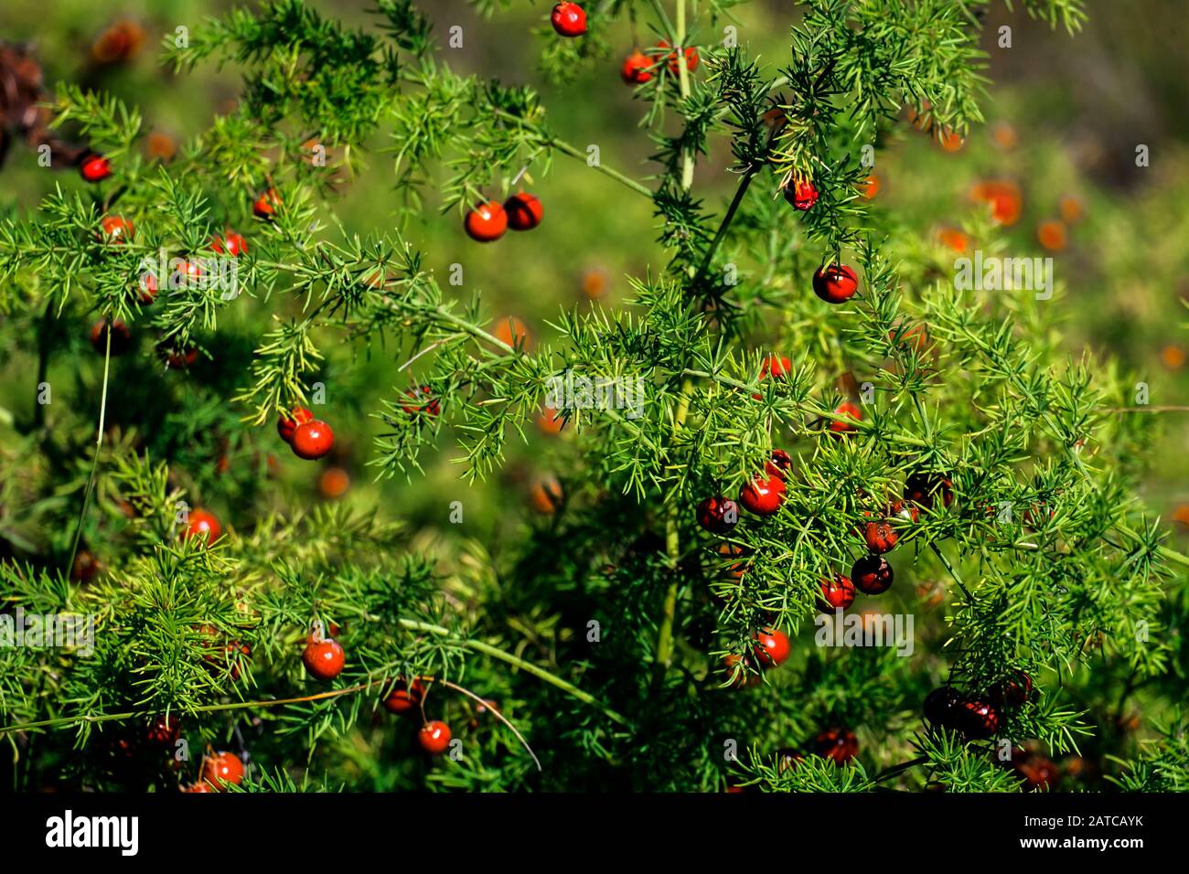 Baies rouges d'asperges (asperges officinalis) Banque D'Images