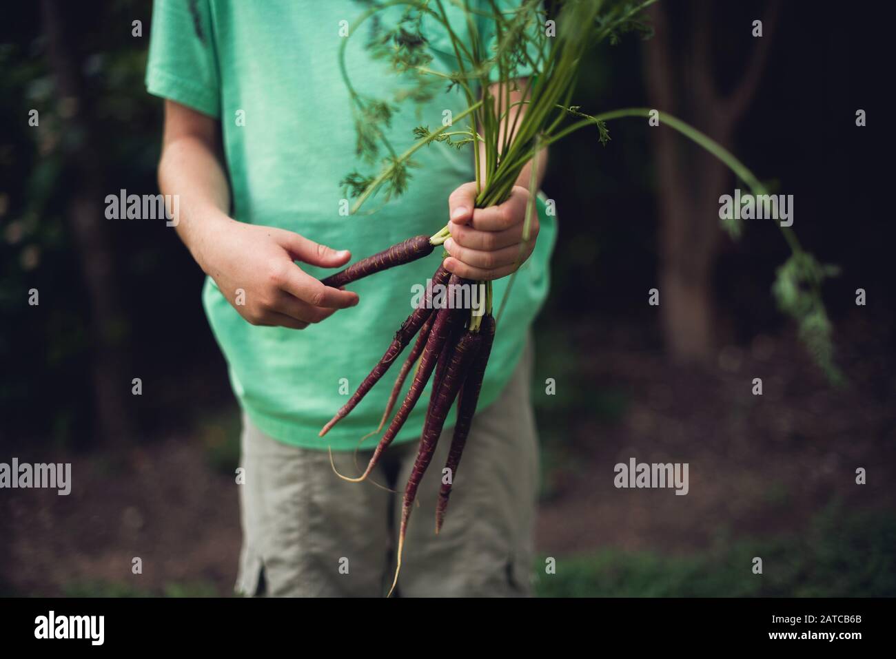 Garçon debout dans un jardin contenant des carottes violettes fraîchement cueillies, États-Unis Banque D'Images