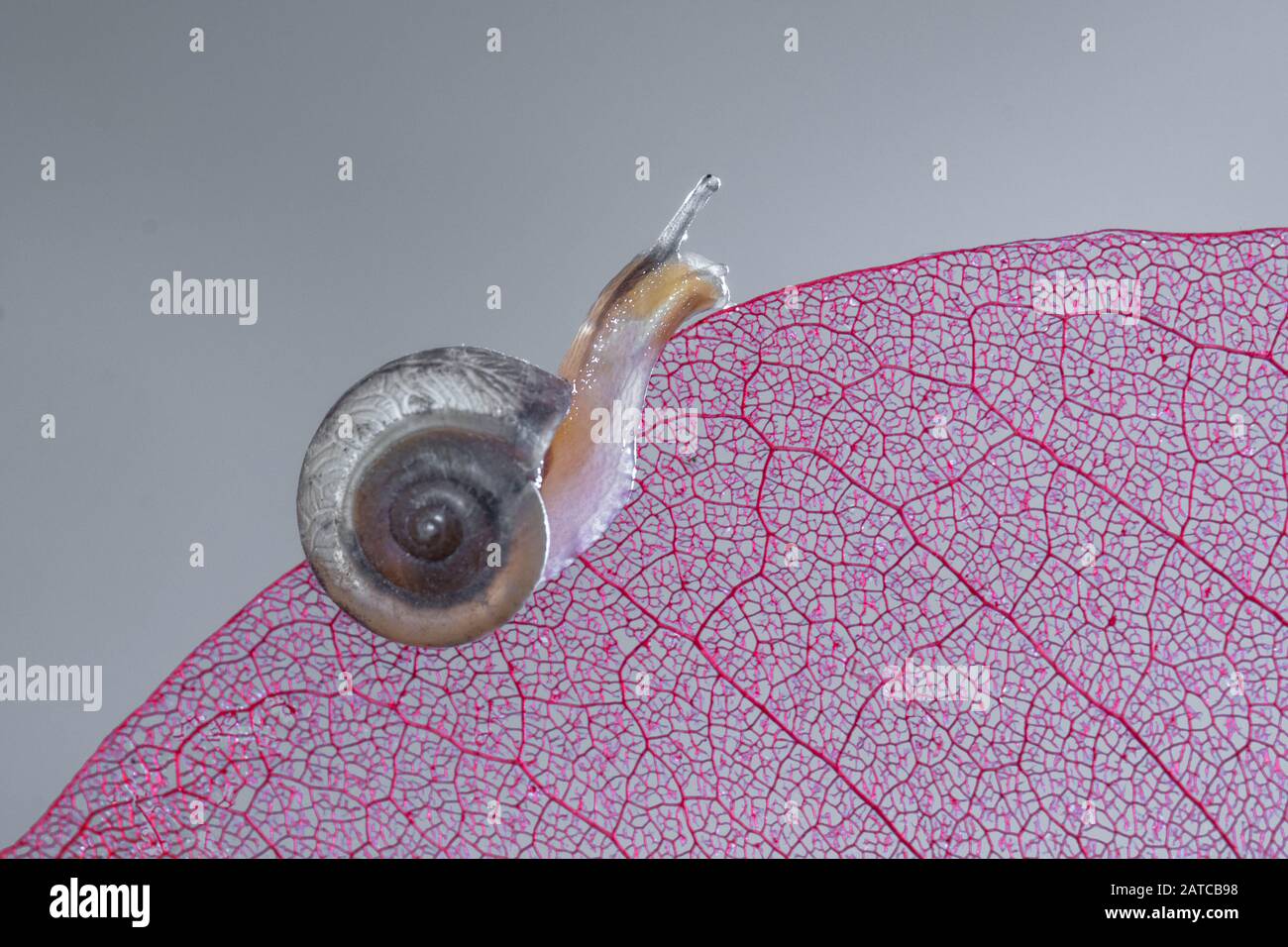 Gros plan d'un escargot miniature sur une feuille, Indonésie Banque D'Images