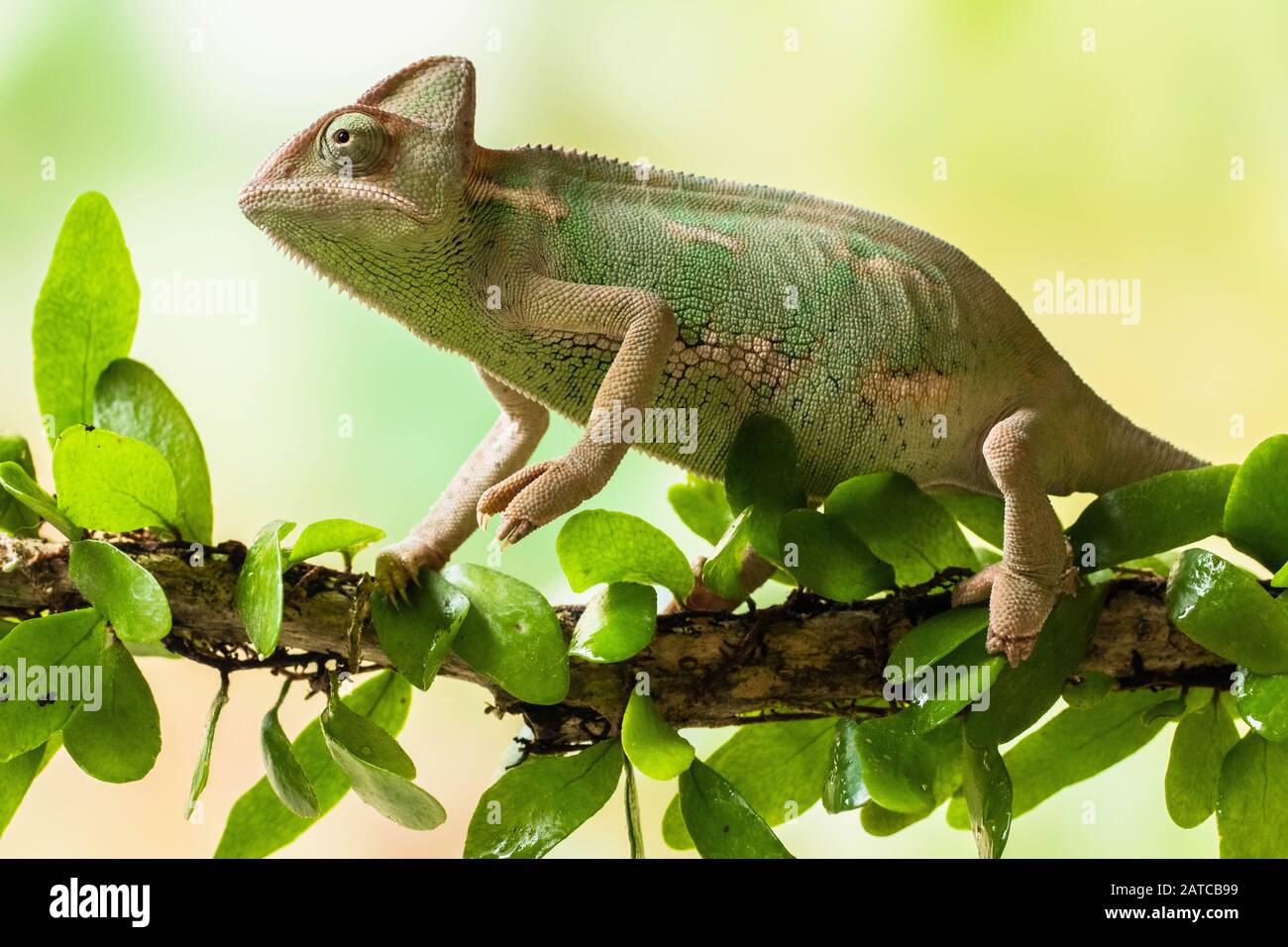 Chameleon voilée sur une branche, l'Indonésie Banque D'Images
