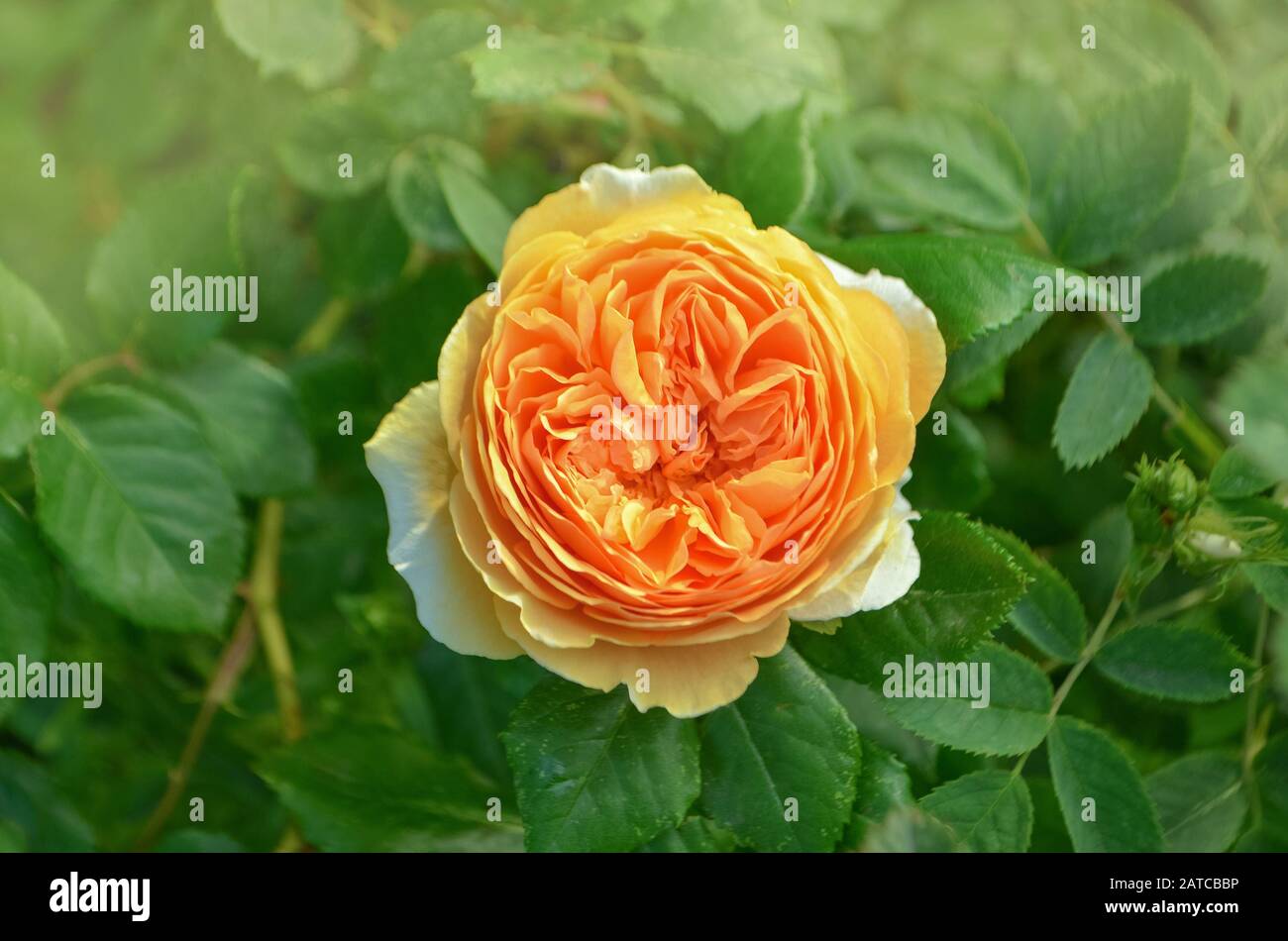 Rose avec des feuilles et des fleurs saines sans parasites. Belle rose jaune avec des feuilles vertes qui poussent dans le jardin. Riches fleurs jaunes roses Banque D'Images