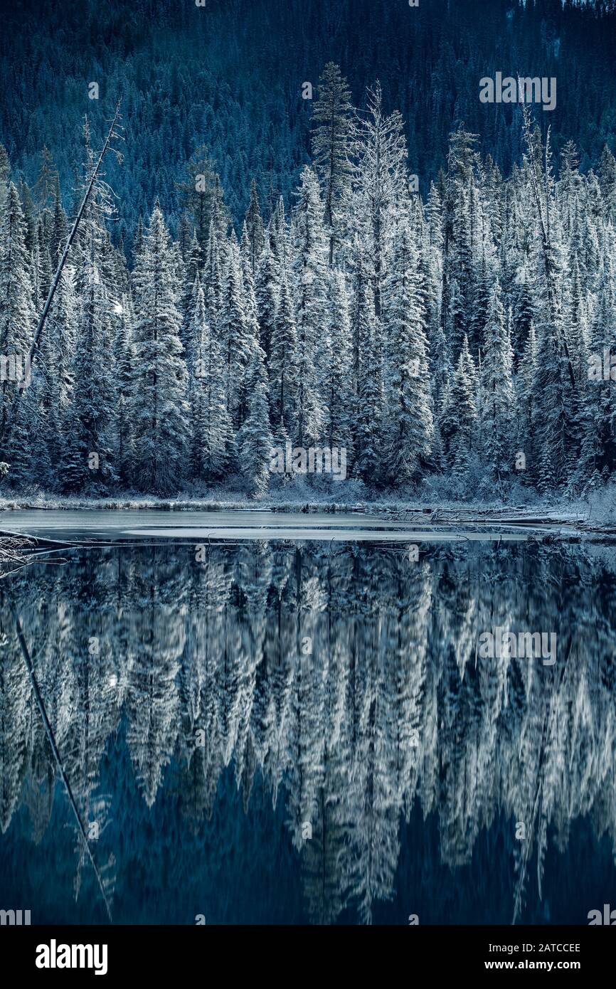 Arbres Reflétés Dans Emerald Lake, Banff National Park, Alberta, Canada Banque D'Images