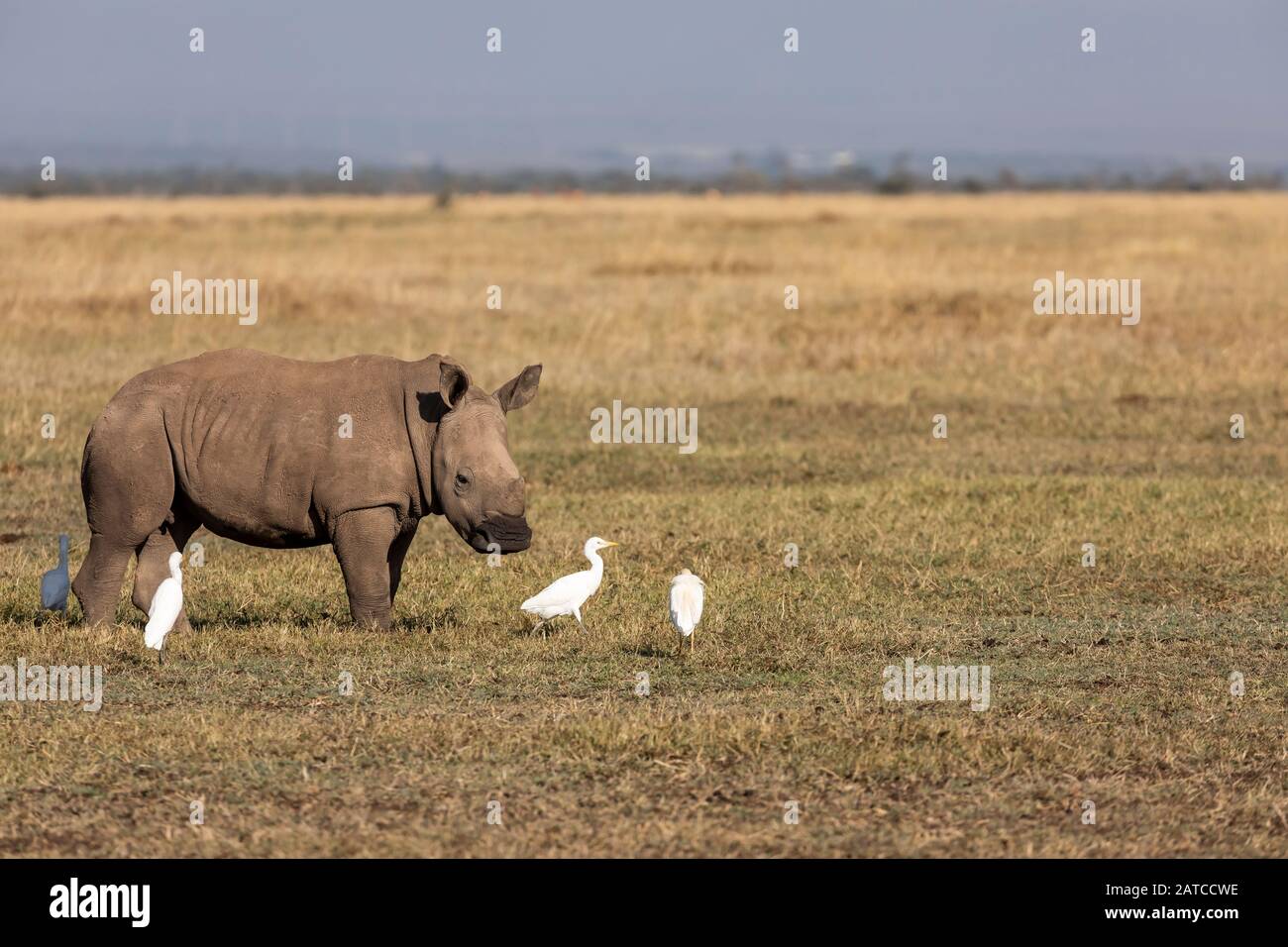 Rhinoceros blanc du sud (Ceratotherium simum simum simum) alimentation de veau sur la savane dans Ol Pejeta Conservancy, Kenya Banque D'Images