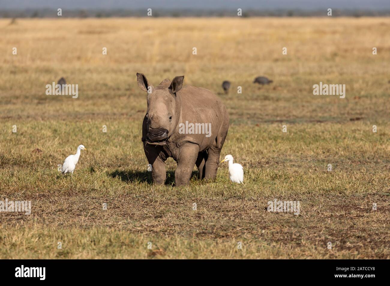 Rhinoceros blanc du sud (Ceratotherium simum simum simum) alimentation de veau sur la savane dans Ol Pejeta Conservancy, Kenya Banque D'Images