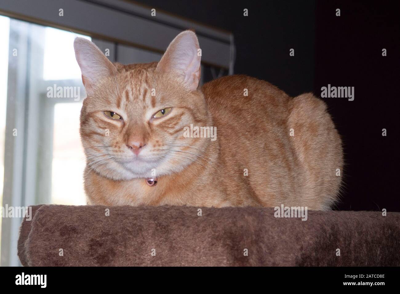 Chat de gingembre Perché sur l'arbre de chat Banque D'Images