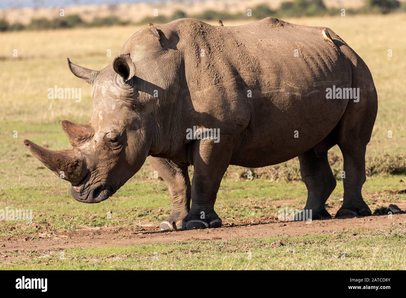 Rhinoceros blanc du sud (Ceratotherium simum simum) sur la savane dans Ol Pejeta Conservancy, Kenya Banque D'Images