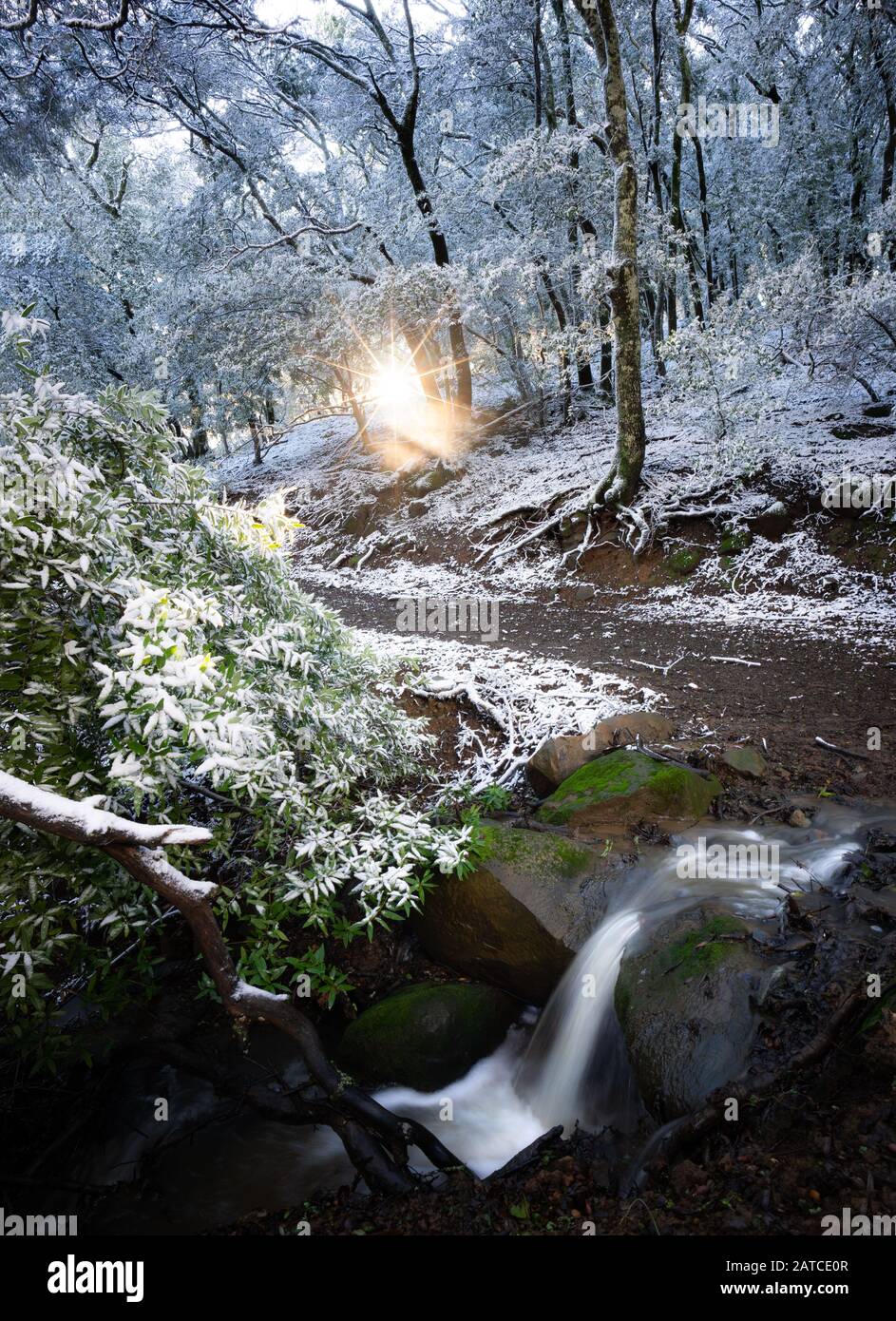 Traversez une forêt hivernale, La Réserve régionale de Morgan Territory, Alameda County, Californie, États-Unis Banque D'Images