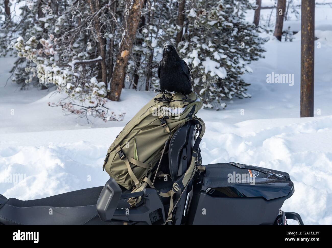 Un Corbeau commun (Corvus corax) tente d'ouvrir un sac à dos pour chercher de la nourriture. Yellowstone National Park, Wyoming, États-Unis Banque D'Images