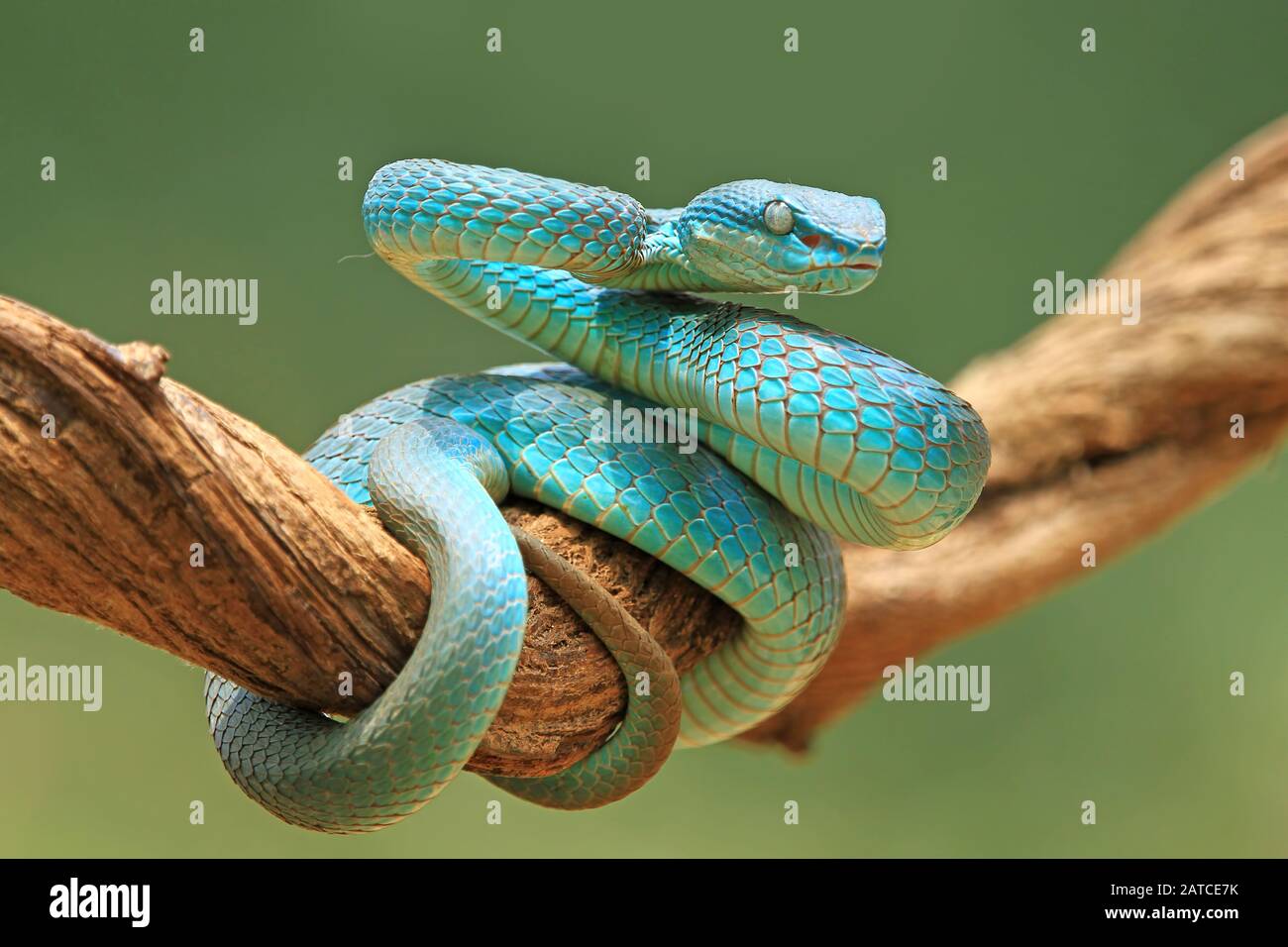 Serpent vipère bleu enroulé sur une branche, Indonésie Banque D'Images