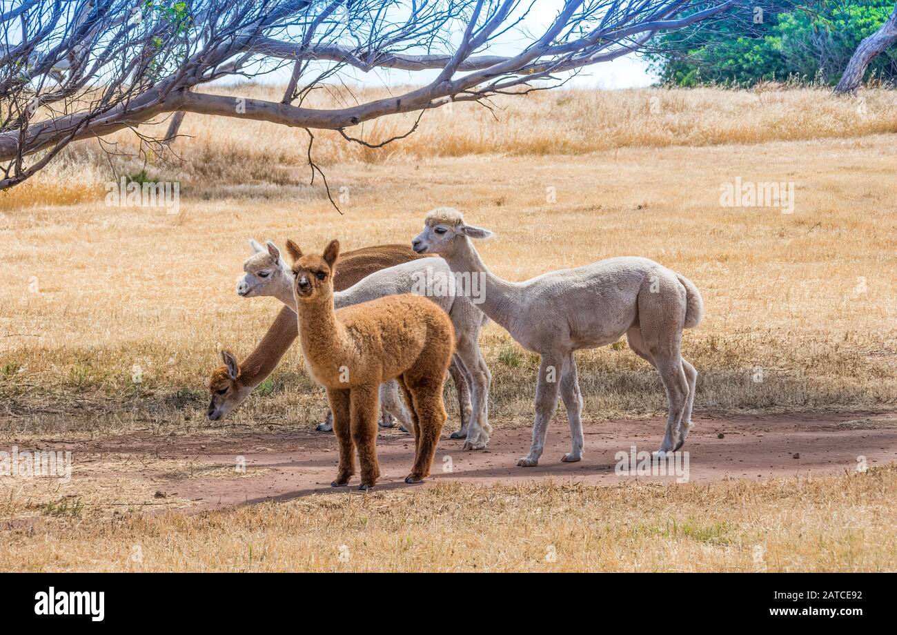 Quatre lamas se tenant dans un pré, Australie Banque D'Images