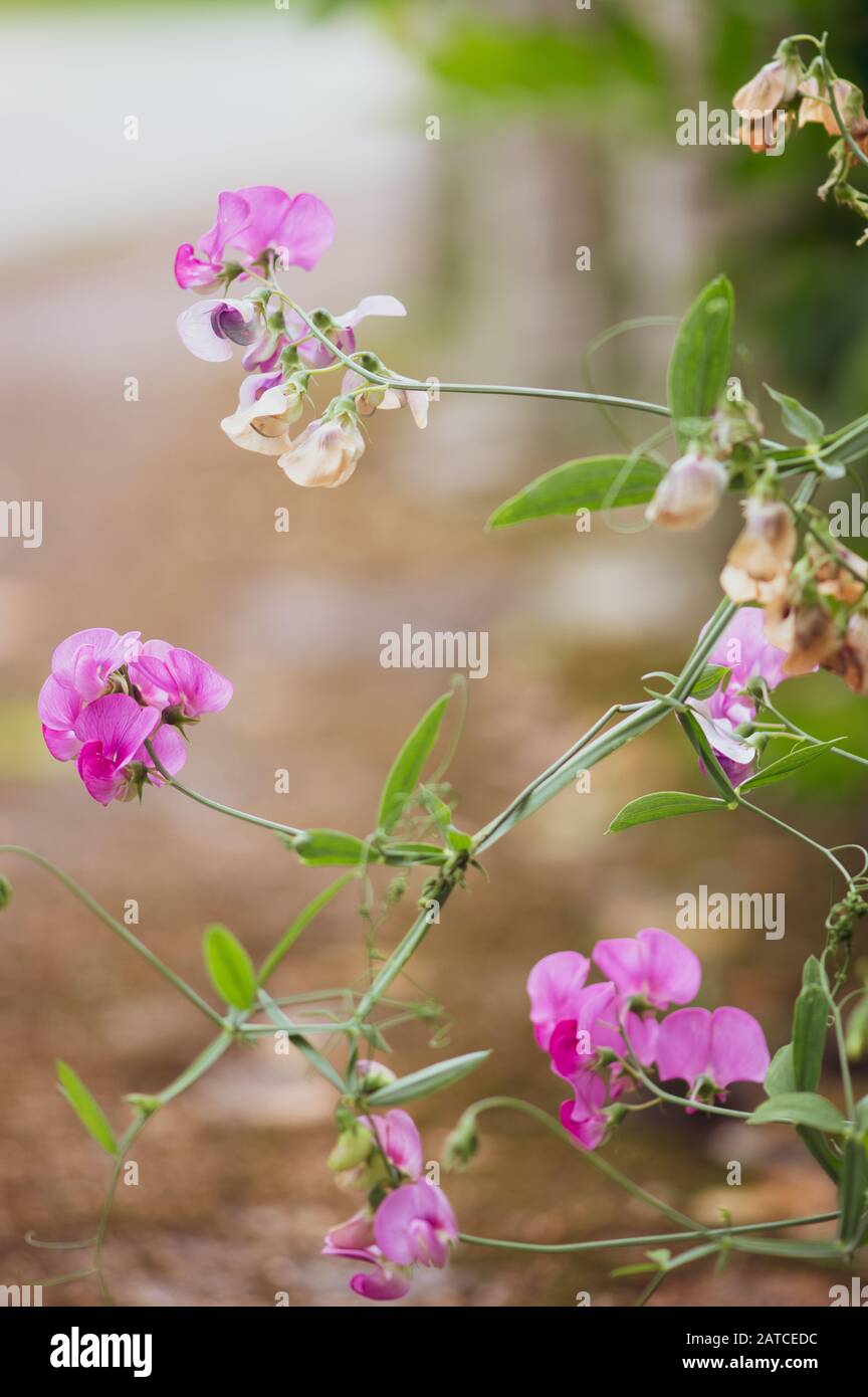 Pois sueur durables, Lathyrus latifolius dans un environnement naturel qui fleurit en été. Mise au point sélective Banque D'Images