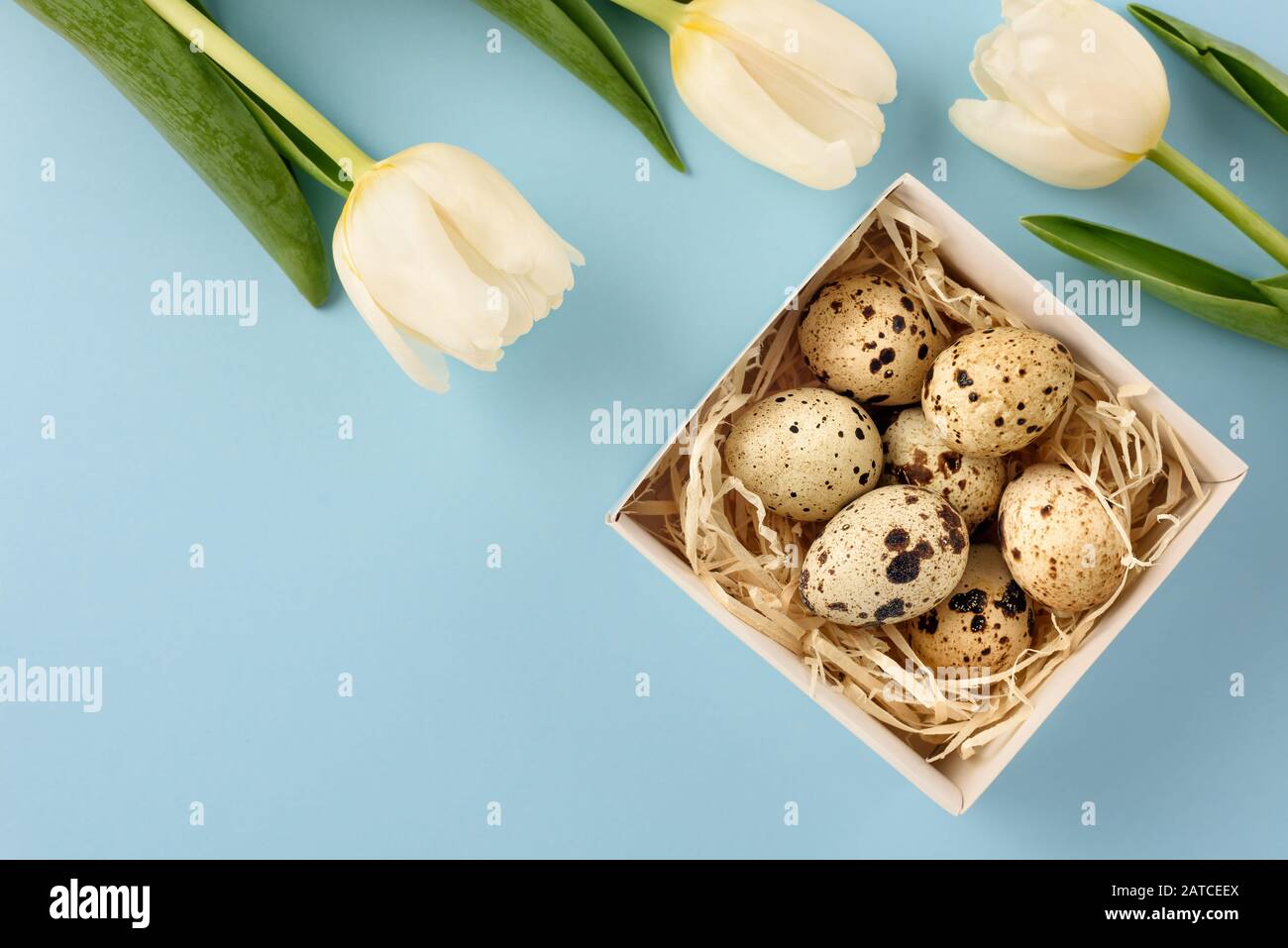 Pâques toujours la vie. Boîte avec œufs de caille et tulipes sur fond bleu. Espace de copie. Banque D'Images