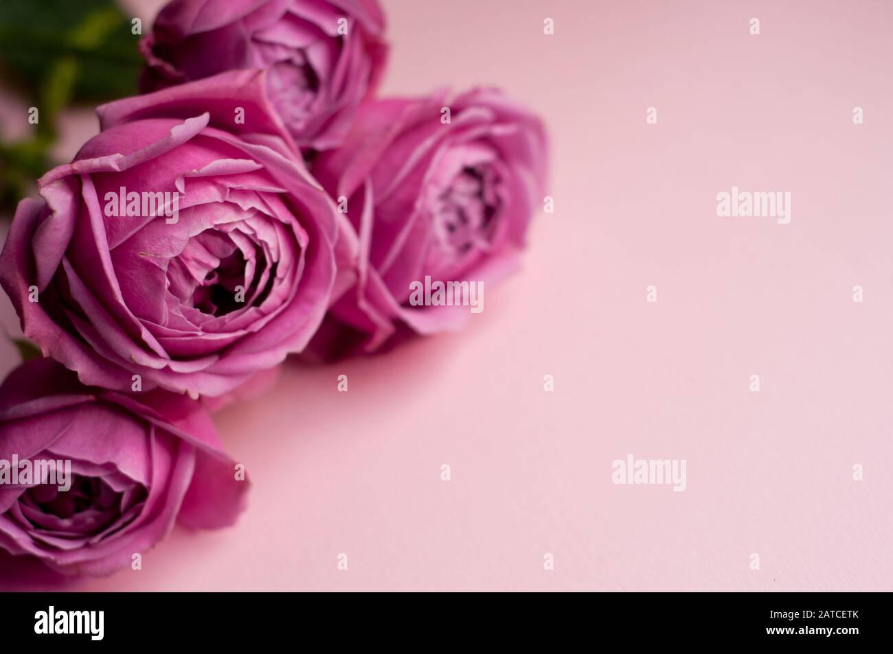 Rose belle rose en forme de pions. Les rosiers arbustes Bouquet sur fond rose. Copy space Banque D'Images