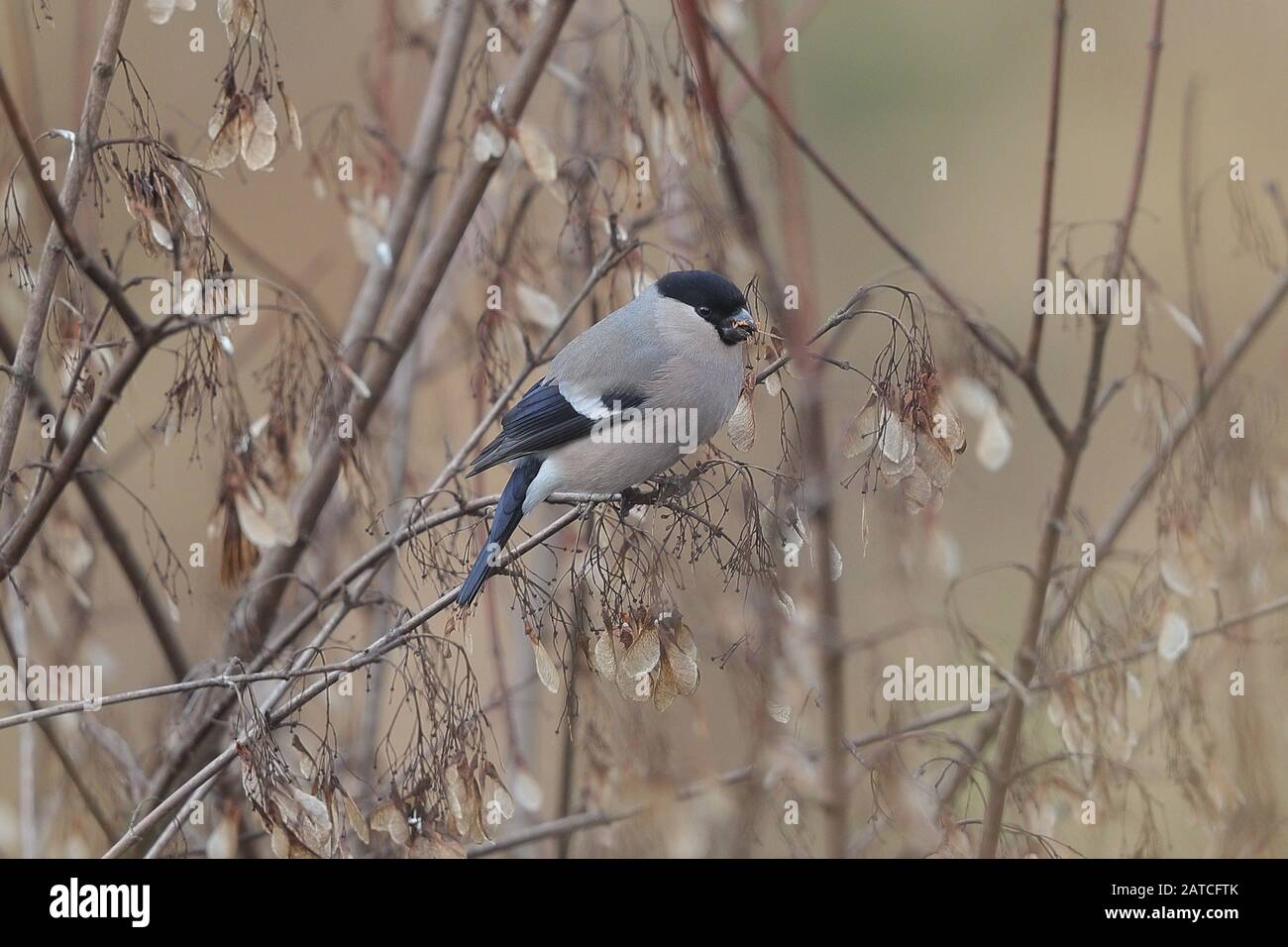 La boulinille eurasienne, la boulanche commune ou la boulanche est un petit oiseau de sérine de la famille finch, les Fringillidae. Banque D'Images