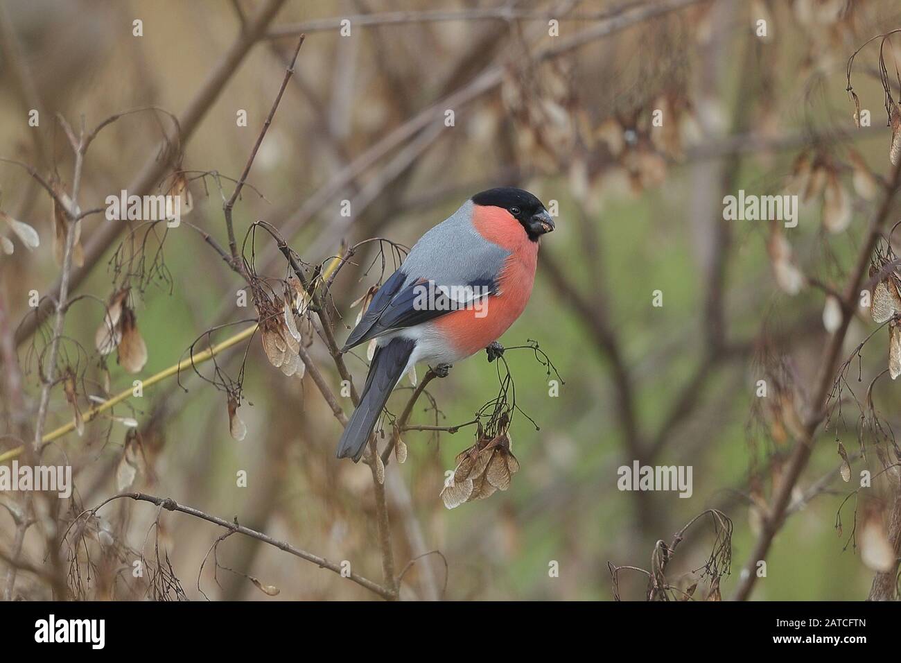 La boulinille eurasienne, la boulanche commune ou la boulanche est un petit oiseau de sérine de la famille finch, les Fringillidae. Banque D'Images