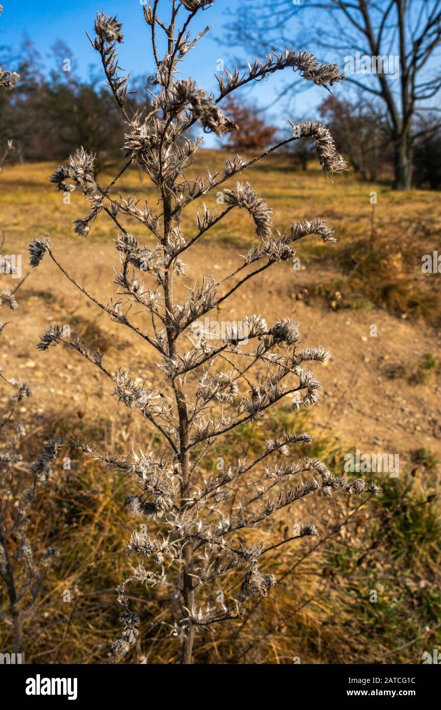 Tige de plante marron foncé séchée debout dans le champ de saison d'automne avec un ciel bleu vif. Lumière du jour vive et herbe jaune séchée à l'arrière-plan Banque D'Images