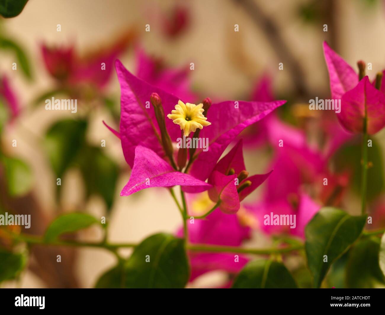 Inflorescence de la glabra de Bougainvillea avec une fleur jaune et des bractées roses vives Banque D'Images