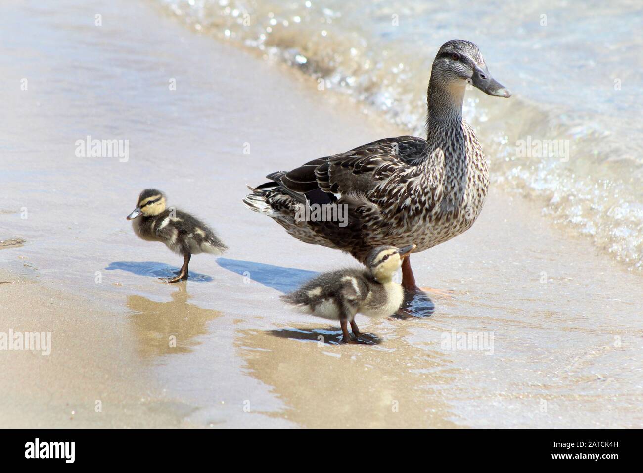 Mallard Hen au lac avec deux poussins Banque D'Images