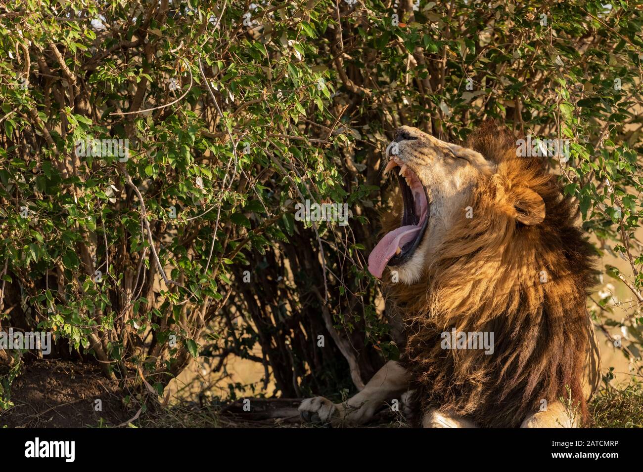 Lion africain (Panthera leo) mâle sur la savane à Mara North Conservancy, Kenya Banque D'Images