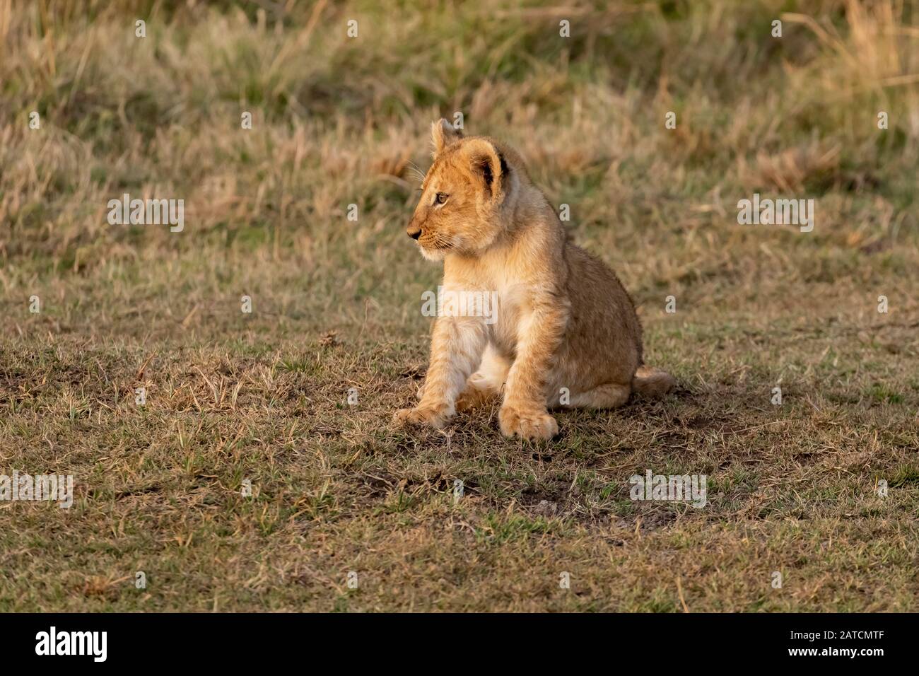 African Lion (Panthera leo) cub assis sur la savane de Mara North Conservancy, au Kenya Banque D'Images