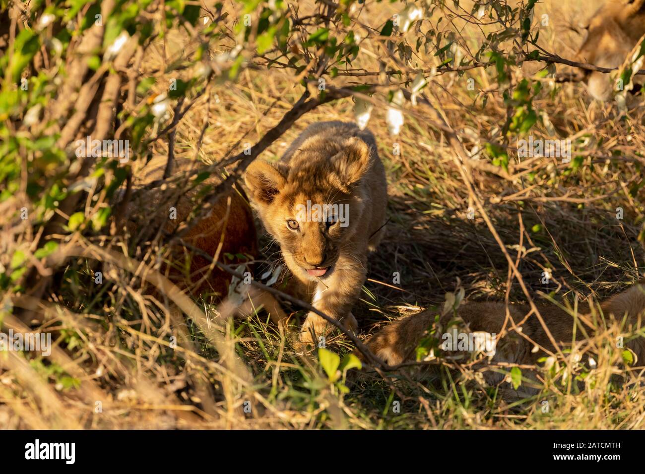 African Lion (Panthera leo) cub émergeant à travers la savane à Mara North Conservancy, au Kenya Banque D'Images