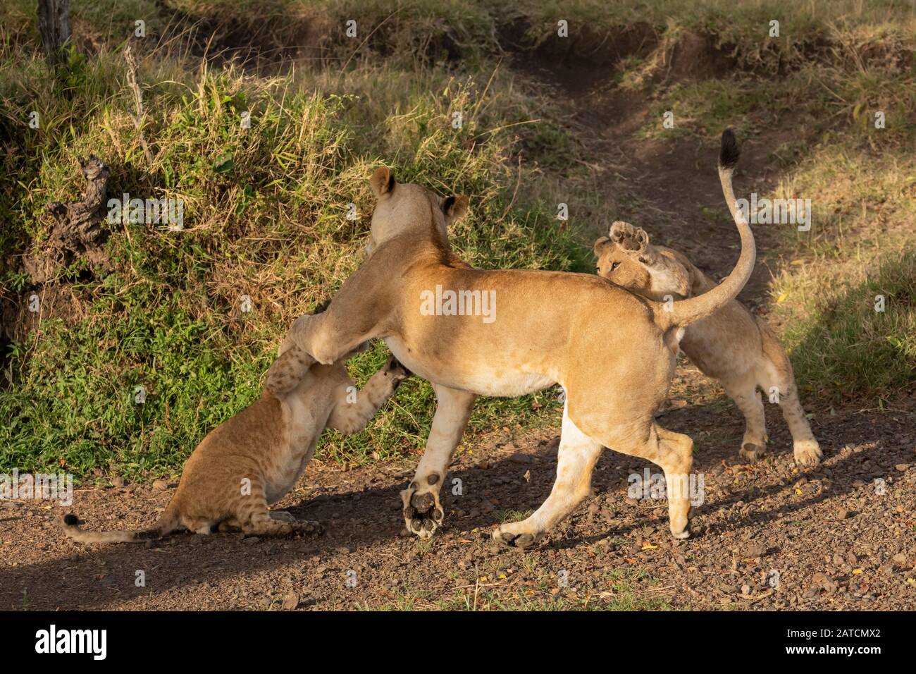 African Lion (Panthera leo) joue avec une lioness à Mara North Conservancy, au Kenya Banque D'Images