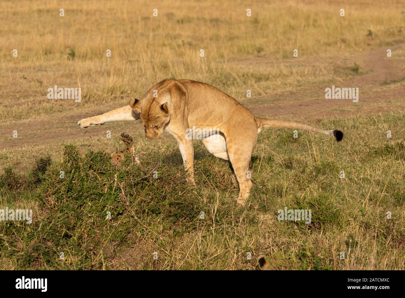 African Lion (Panthera leo) cub jouant avec une lioness à Mara North Conservancy, Kenya Banque D'Images
