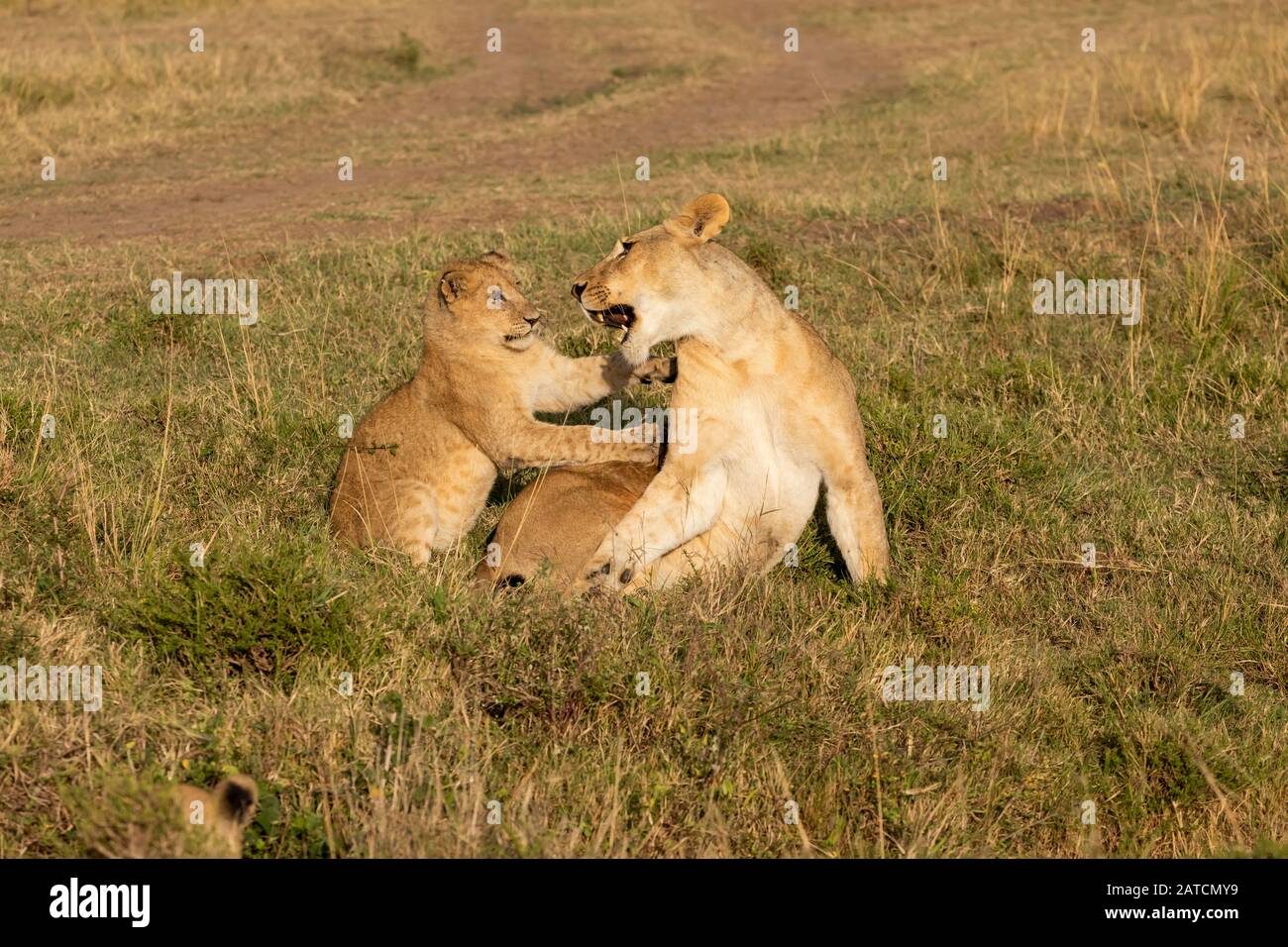 Le Lion africain (Panthera leo) joue dans la savane de Mara North Conservancy, au Kenya Banque D'Images