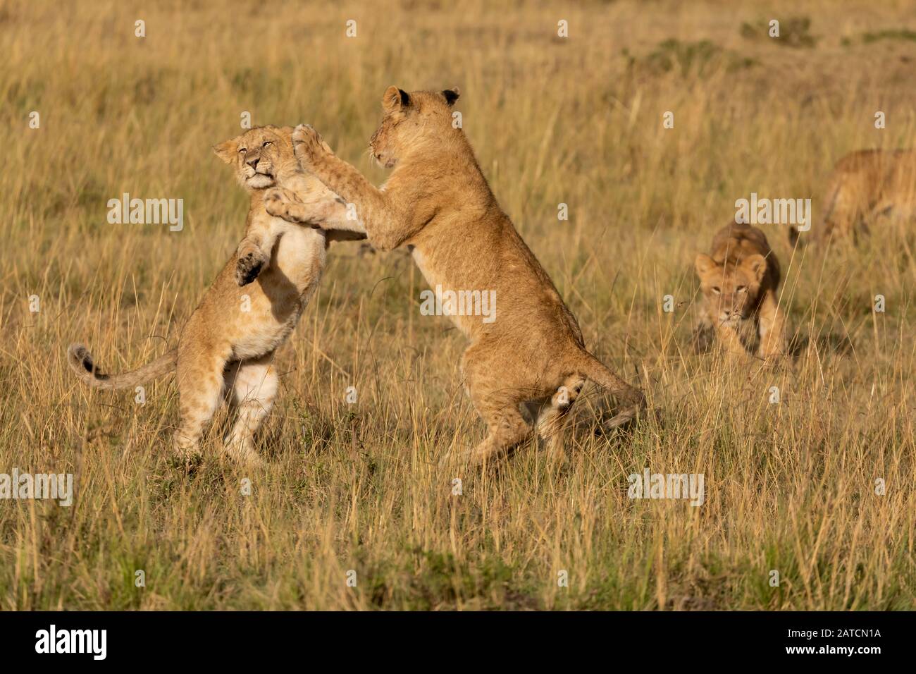 Le Lion africain (Panthera leo) joue dans la savane de Mara North Conservancy, au Kenya Banque D'Images
