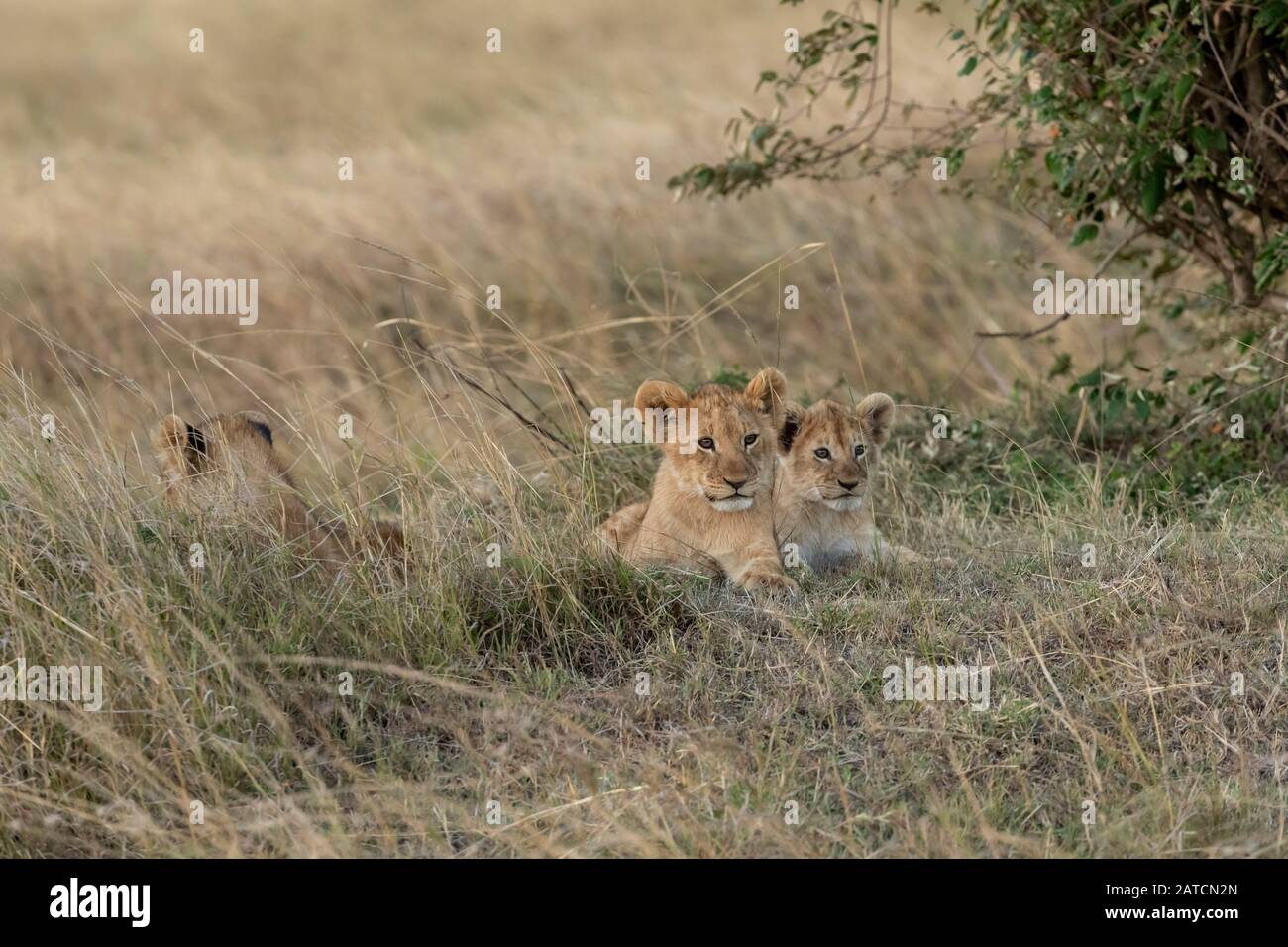 Lion africain (Panthera leo) sur la savane à Mara North Conservancy, Kenya Banque D'Images