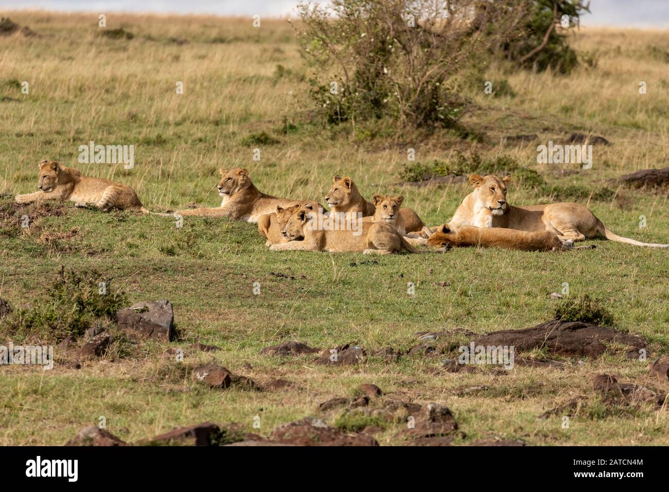 Lion d'Afrique (Panthera leo) fierté de se reposer sur la savane à Mara North Conservancy, au Kenya Banque D'Images